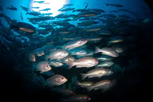 Yongala Day Trip deals