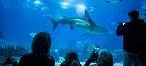 Lisbon Oceanarium Entrance Ticket