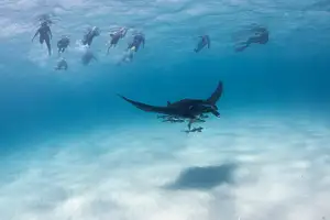 Ningaloo Reef Manta Ray Day Tour Deal