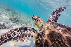 Reef & Island Day Tour | Outer Barrier Reef & Dunk Island | From Cairns