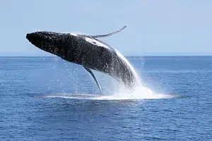 Dunsborough Whale Watching Cruise
