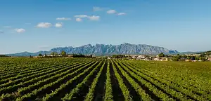 Montserrat and Penedès Private Tour from Barcelona