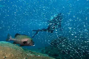 exmouth snorkeling tour ningaloo